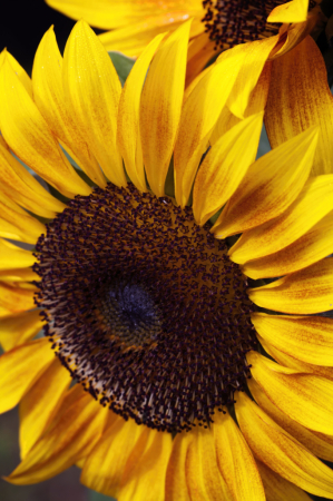 Sunflower Bow