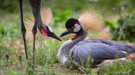 East-African Grey-crowned Cranes