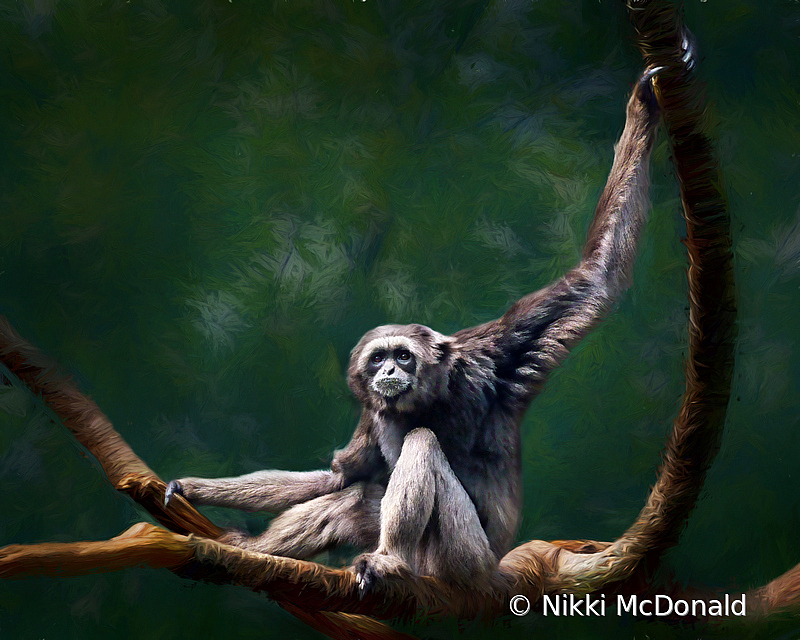 Grey Gibbon - Forest Portrait
