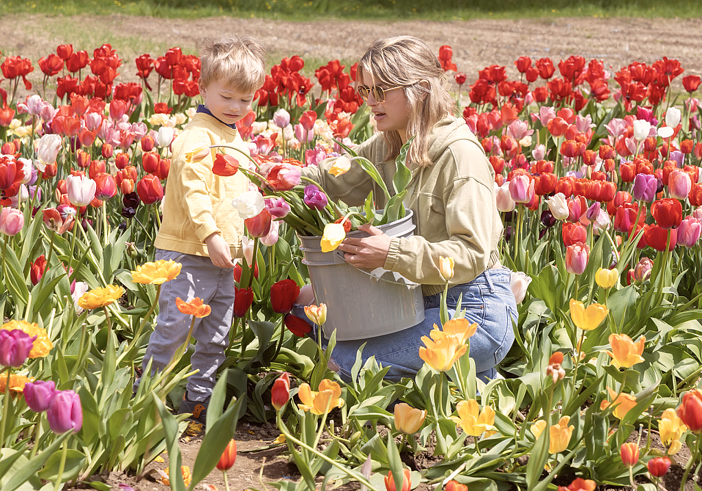 Tulip Season