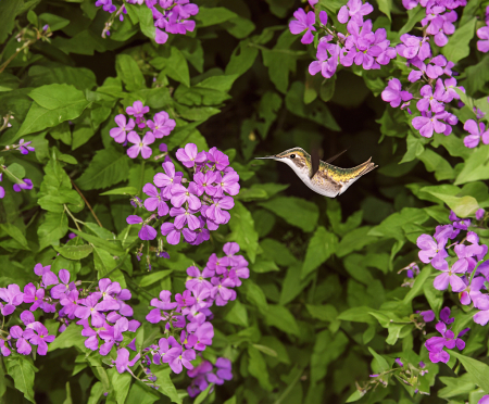 Humming Bird and Flowers