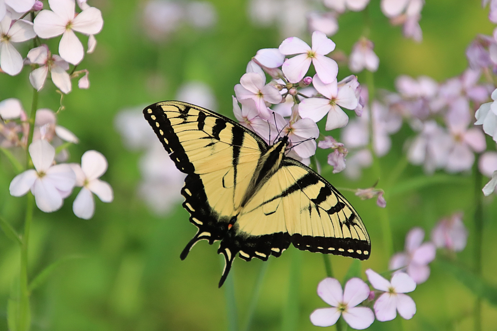 Swallowtail 