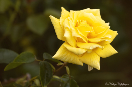 Sweet Yellow Rose