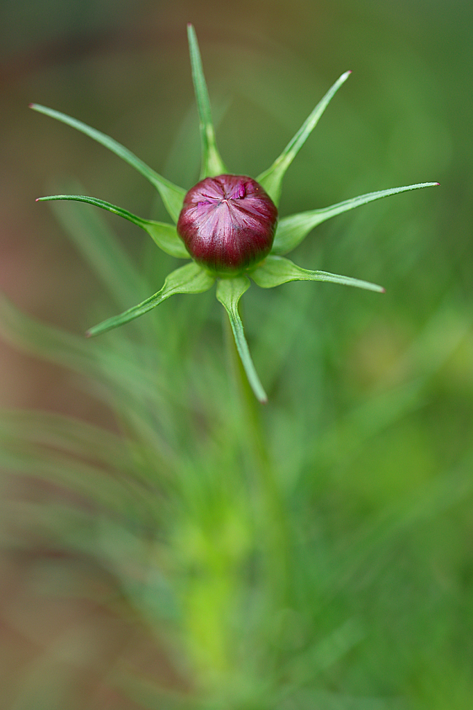 Cosmos Bud