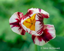 May 2024 Photo Contest 2nd Place Prize Winner