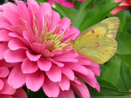 Butterfly on Zinnia