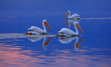 Three Pelicans at the Salton Sea