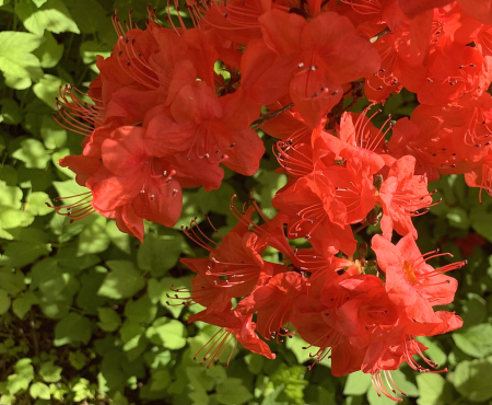 rhododendron in red