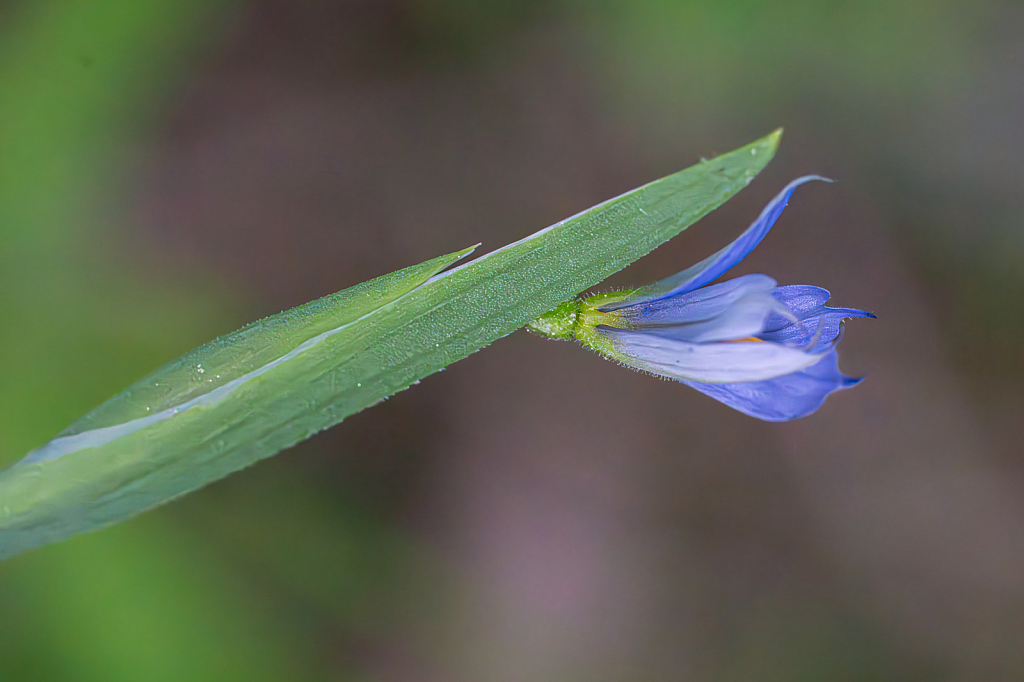 Tiny Wildflower Along the Path