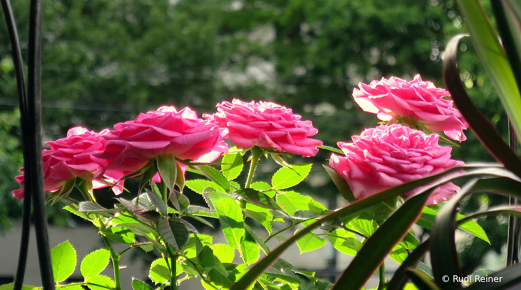 Balcony garden