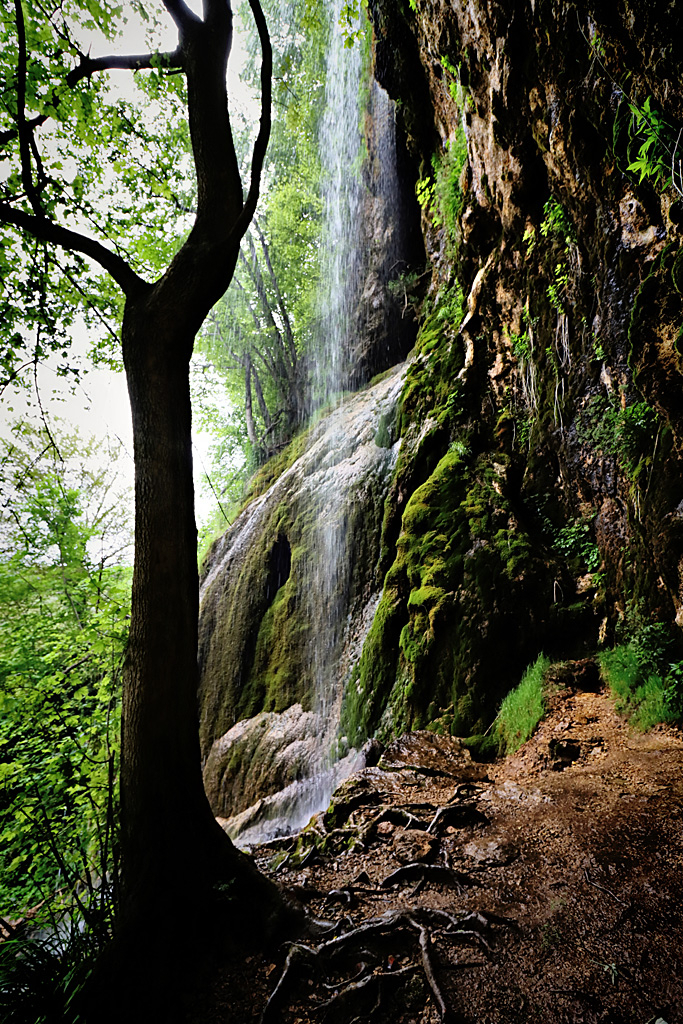 Lone Tree