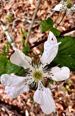 Wild Blackberry Blossom 