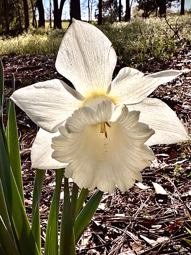 Sunny Daffodil  - ID: 16115129 © Elizabeth A. Marker