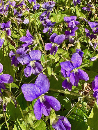 Violets in the sun 