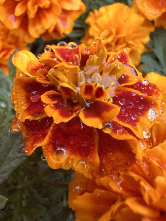 Marigold after the rain