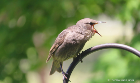 Hungry Young Starling