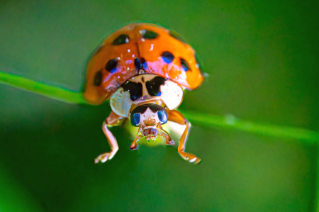 The Surprised Ladybug