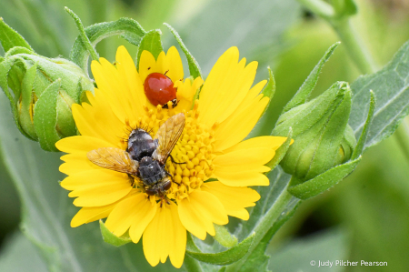 the ladybug and the bee......