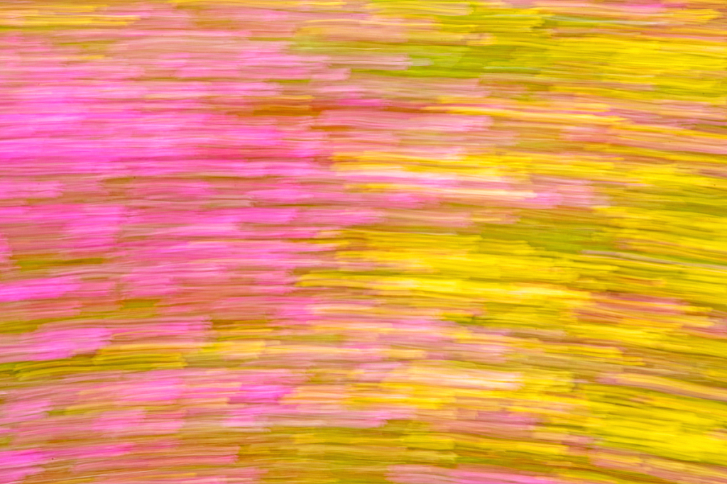 Field Flower painting. Abstract.