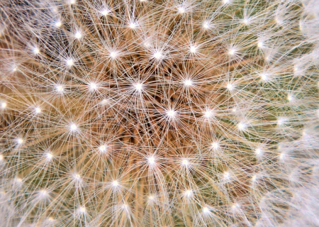 Fireworks Inside a Dandelion