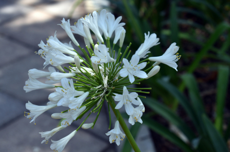 DELICATE IN WHITE