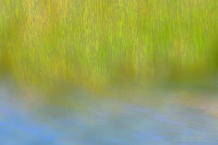 Reeds at the Pond