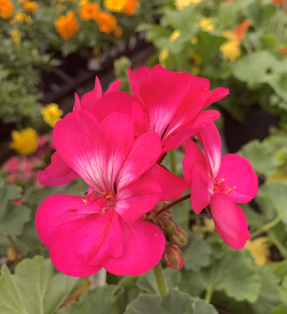 pink geranium 