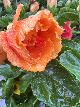 Rain drenched hibiscus 