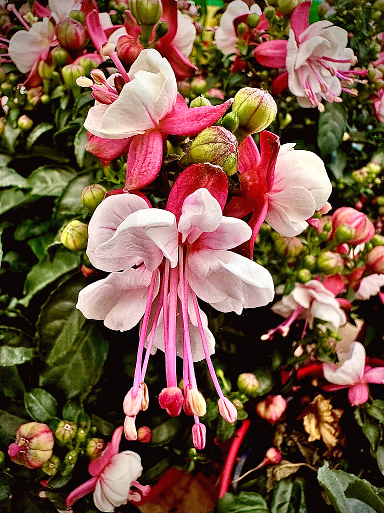 Fuchsia  - ID: 16115306 © Elizabeth A. Marker