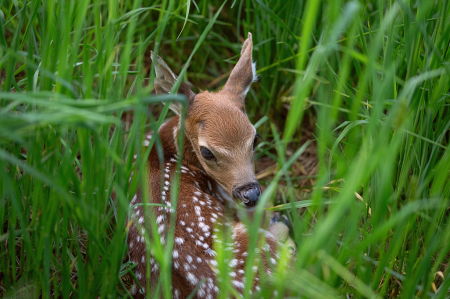 Fawn in the Grass