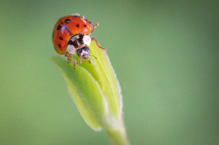 Ladybug and the Bud