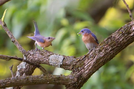 Mr. Bluebird Offering a Bite to His Sweetie