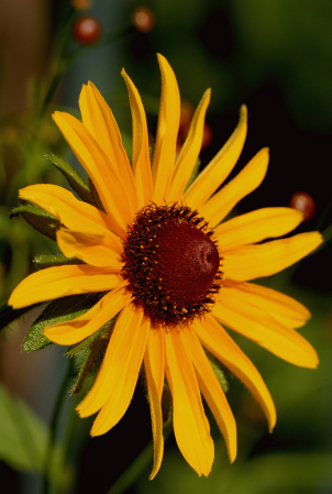 Yellow Beauty