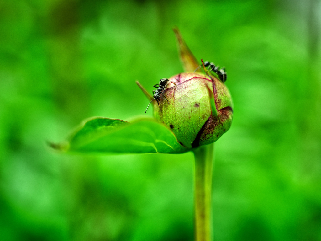 Bud Workers