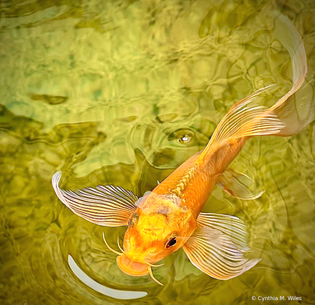 Hungry Koi 