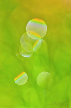 Dewdrops on Dill