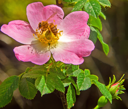 Wild Rose and Bee.