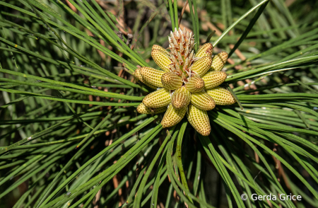 Fresh Spring Growth on an Evergreen Tree