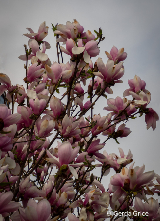 Magnolias in a Climate Changed Spring