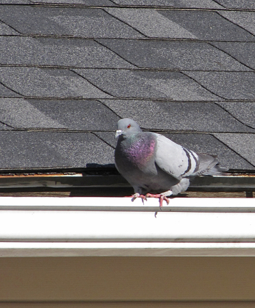 Pigeon on Roof