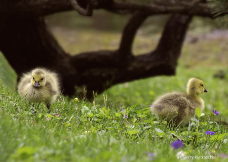 Baby Geese