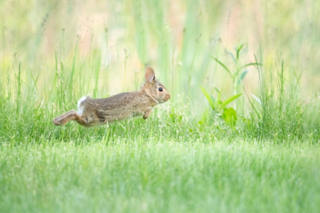 Baby Bunny Hop