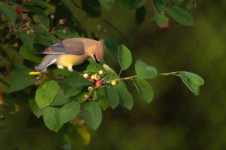 Cedar Waxwing and the Berries
