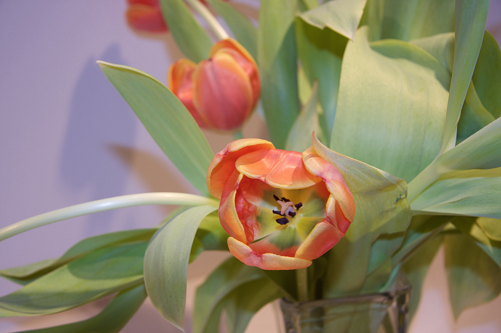 The Tulip Coming Head On