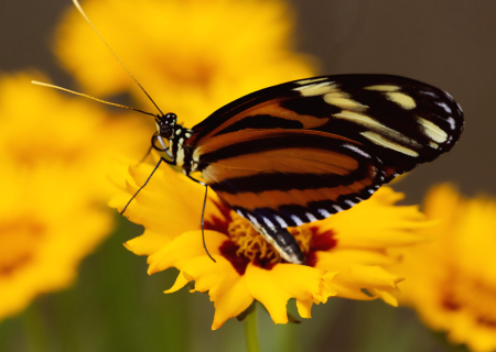 Butterfly in Yellow