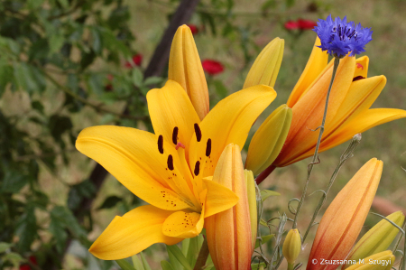 Yellow and Blue