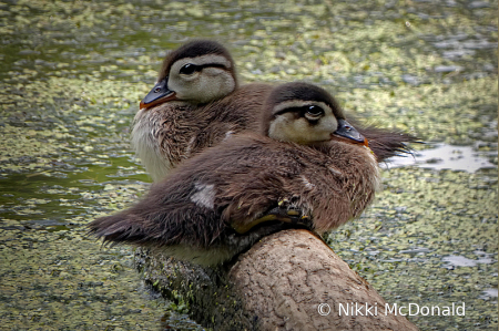 Duckling Duo