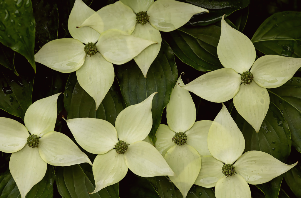Dogwood