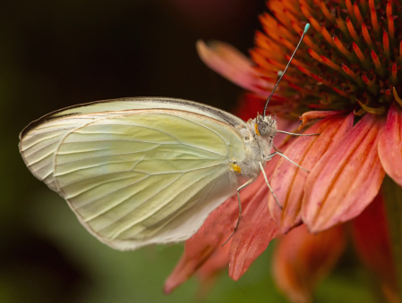 White Butterfly