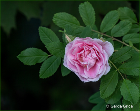 Little Pink Rose